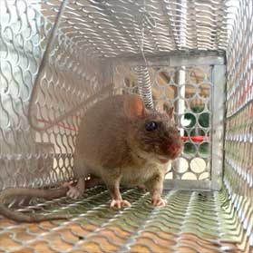 Trapped rodent